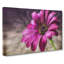 Purple Daisy - Wrapped Canvas-56629247
