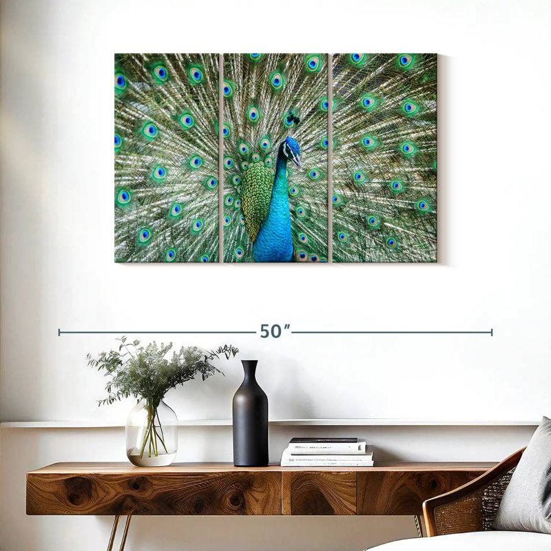 Brampt Peacock Displaying Tail, 24" H x 38" W