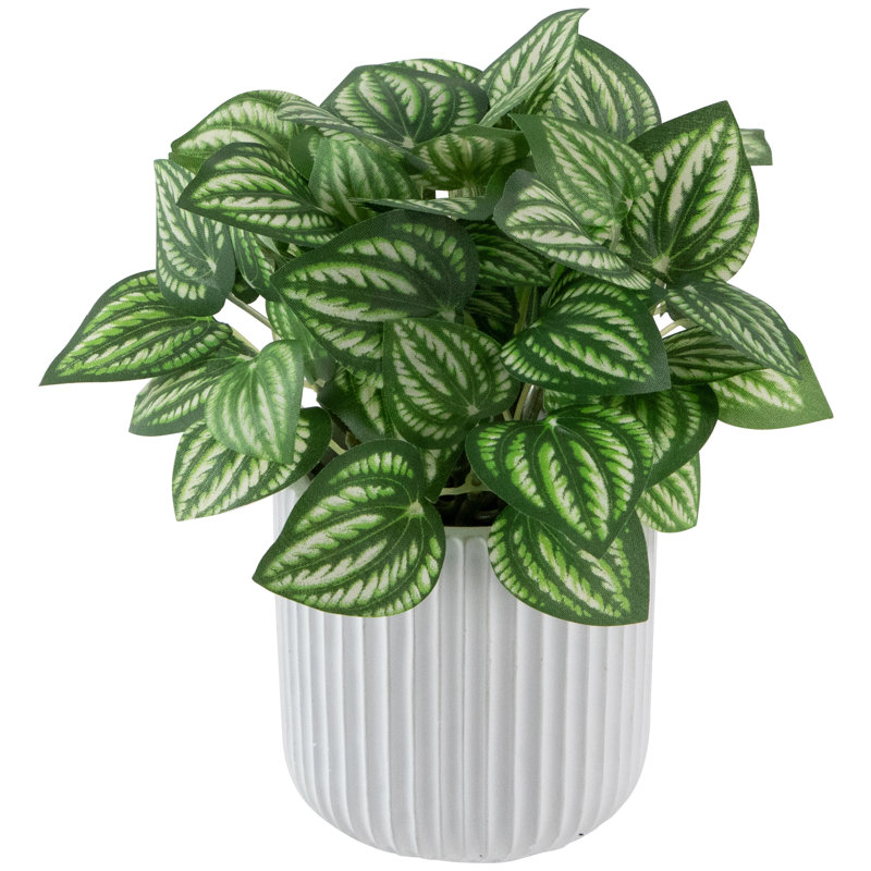 6,5 plantes