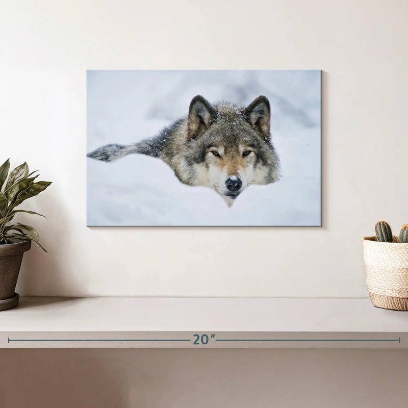 Loup Brampt dans la neige