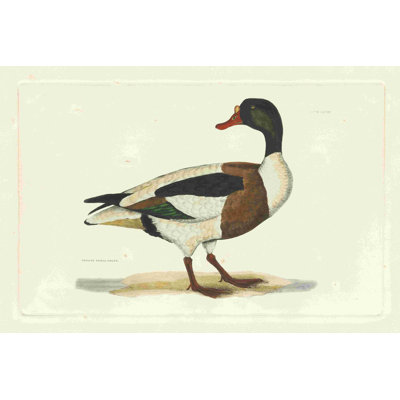 Selby Duck II 2855417