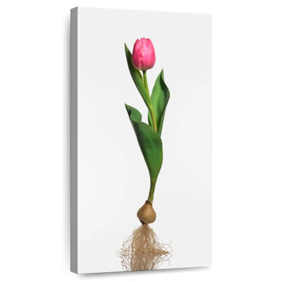 Garden Tulip Bulb