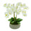 Orchid Arrangement in a Round Fiberstone Planter