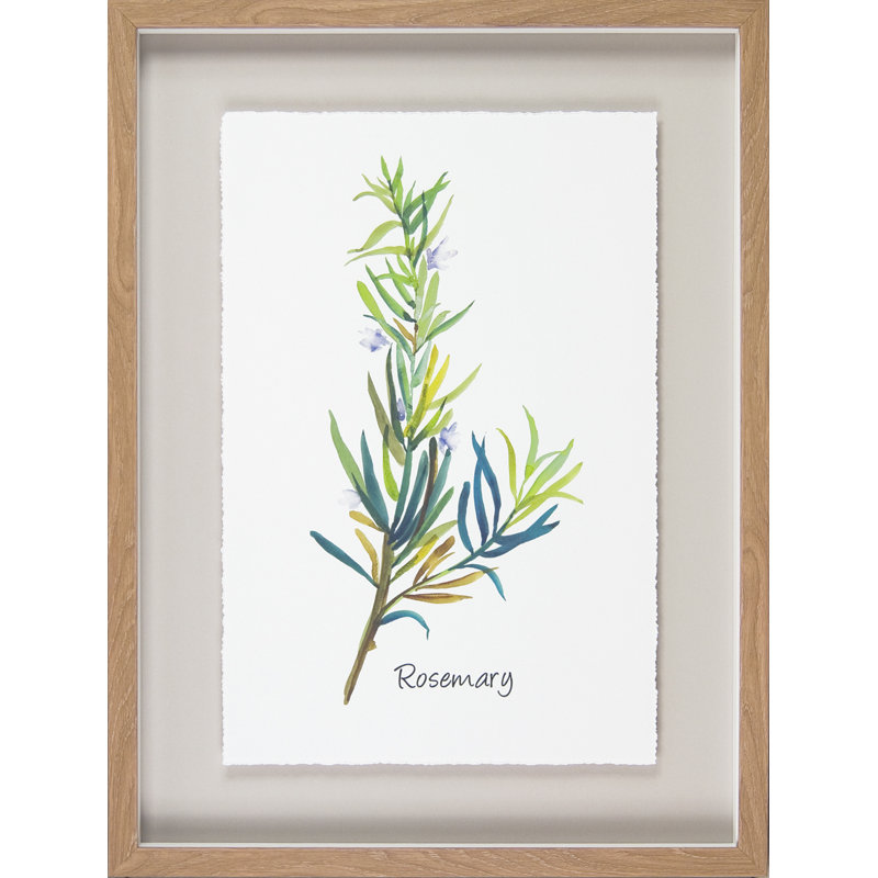 Herb Study III - Print, Framed Paper