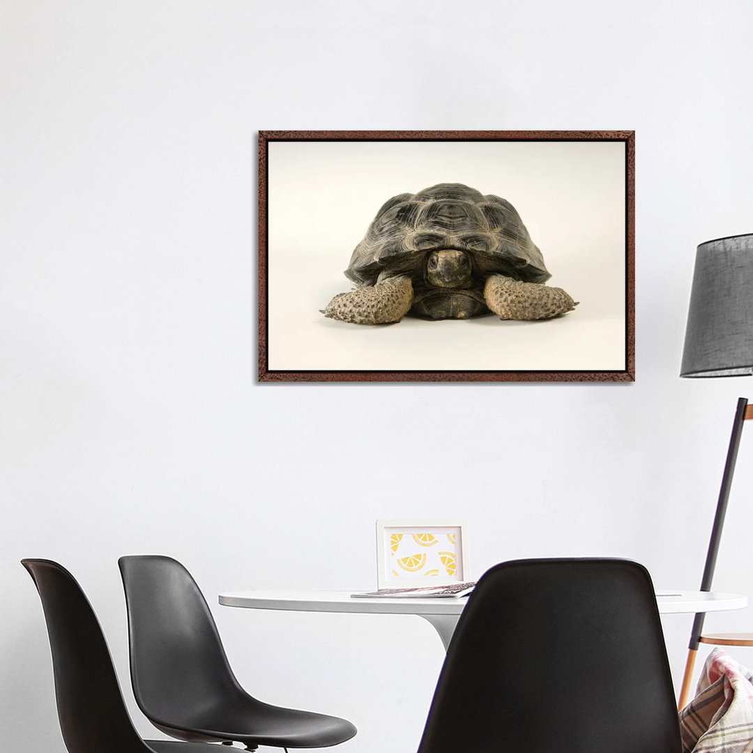 A Volcan Darwin Giant Tortoise At Omaha's Henry Doorly Zoo And Aquarium von Joel Sartore - Gallery-Wrapped Canvas Giclée