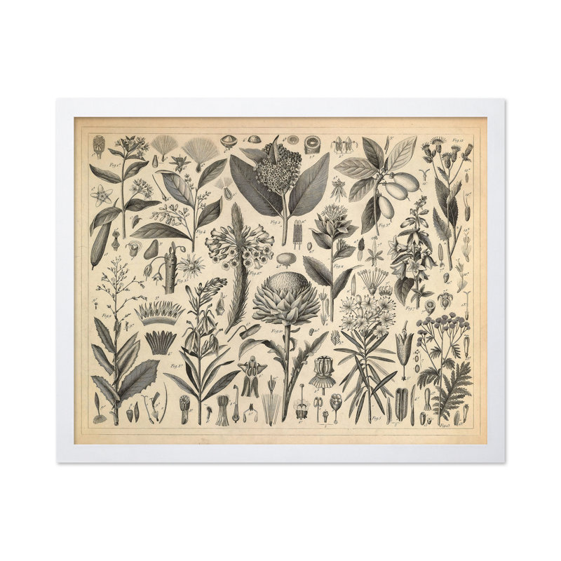 Sève et plantes résineuses, Poster, White Framed, 16"H x 20"W
