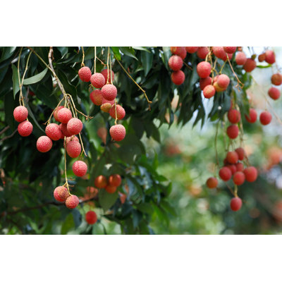 Lychee Tree by Tommyix