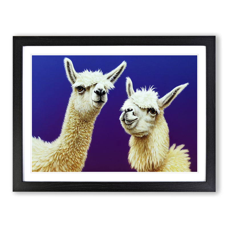 Thrilling Llamas - Single Picture Frame Print, Black Framed, 34cm H x 46cm W x 2cm D