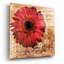 «Gerbera Italia» par Art Licensing Studio, art mural en verre acrylique-838673166
