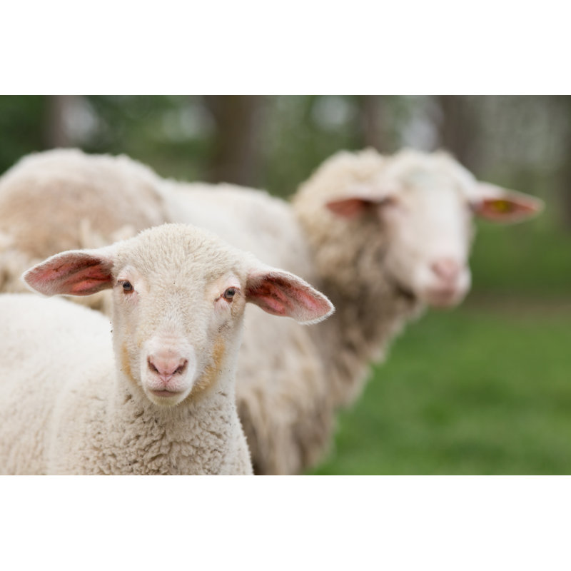 Curious Lamb by Jevtic - Wrapped Canvas Print, 30cm H x 46cm W x 3.8cm D