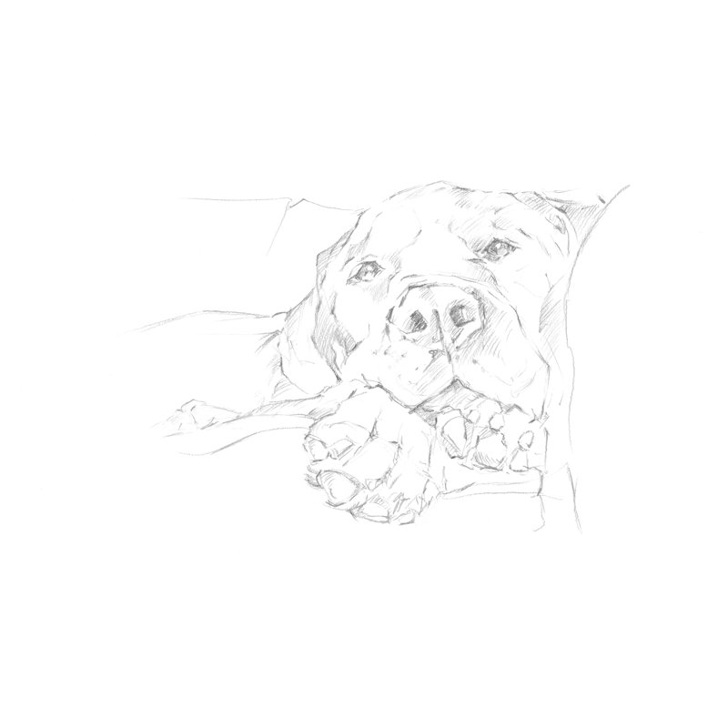 Lazy Dog I by Ethan Harper - Drawing, 51 cm H x 76 cm W, Wrapped Canvas
