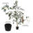 Avinoam 4' Artificial Potted Olive Tree
