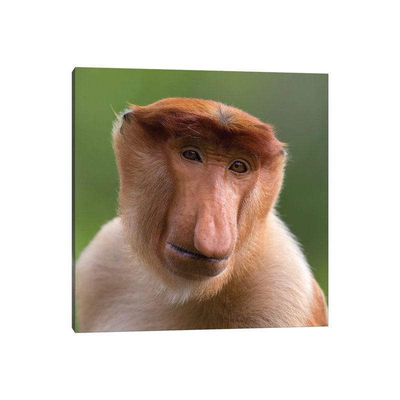 Proboscis Monkey The Bachelor by Mogens Trolle - Wrapped Canvas Print, 45.72 cm H x 45.72 cm W x 1.91 cm D