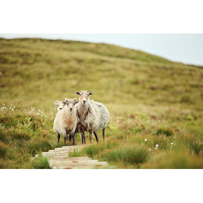 Westerham Westerham Sheep In Norway - Wrapped Canvas Print