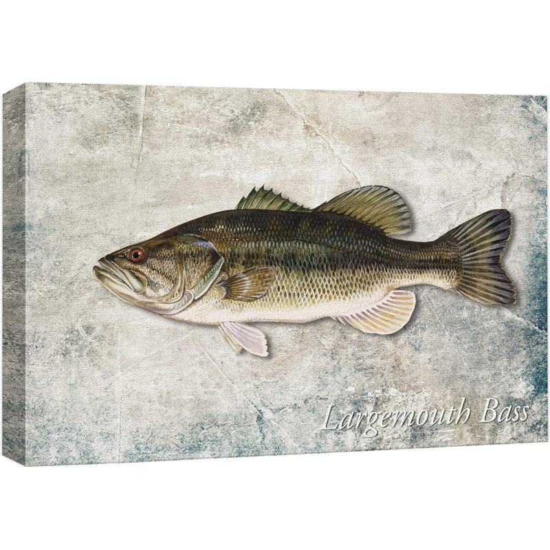 " Largemouth Bass Fish On Granite "