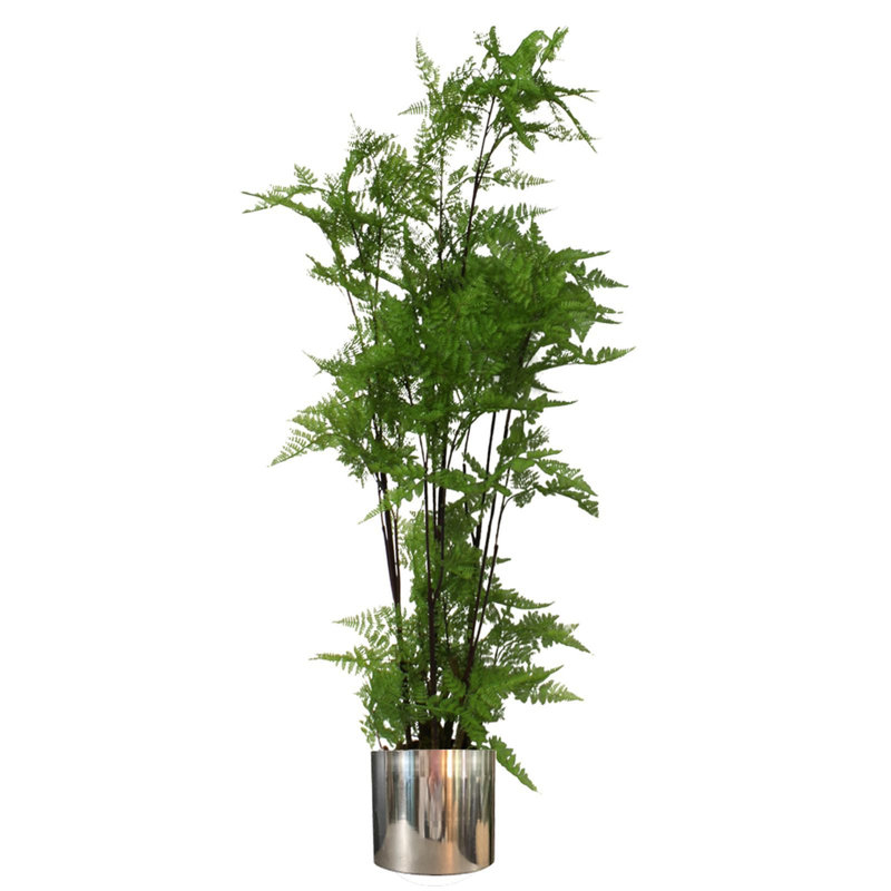 150cm Plant, Silver