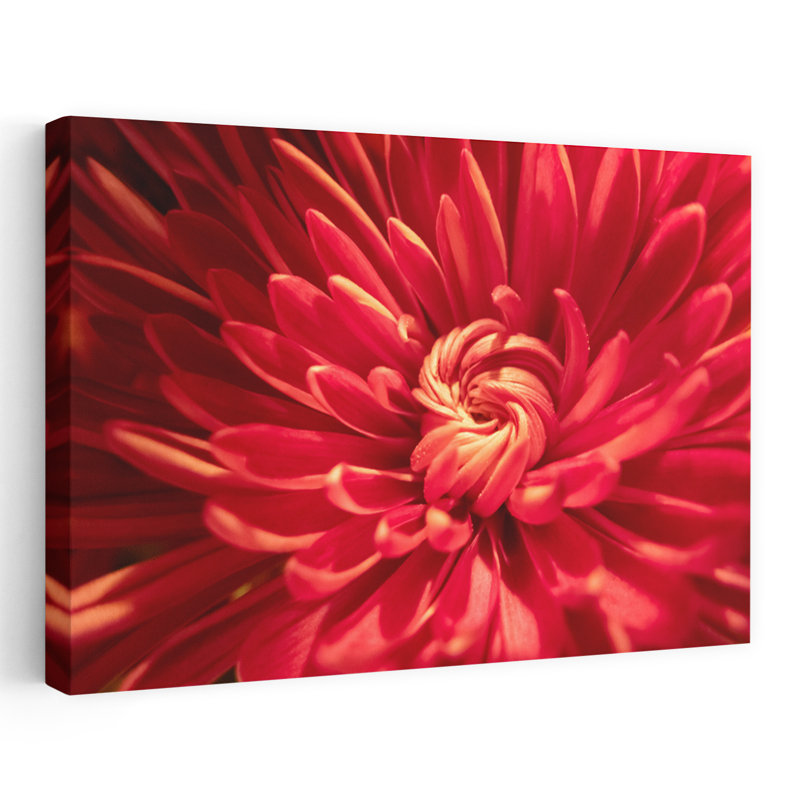 «Red Petal Serenade II», photographie florale et botanique contemporaine, H 60 po x l 40 po