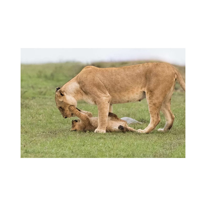 Africa, Kenya, Maasai Mara National Reserve. Lioness Playing With Cub. by Jaynes Gallery - Wrapped Canvas Painting