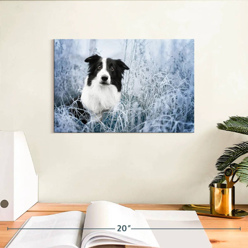 Border collie d'hiver, H 8 po x l 12 po