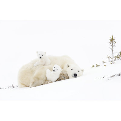 Polar Bear (Ursus Maritimus) by AndreAnita - Wrapped Canvas Print