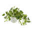 Variegated Ivy Vase