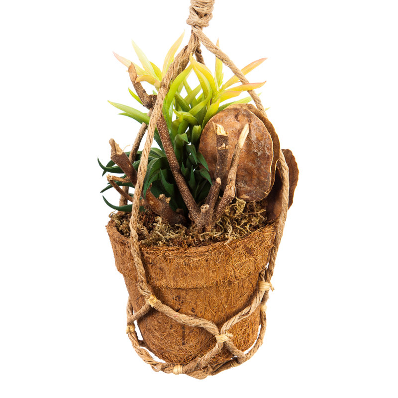 Succulent artificiel 2" en pot