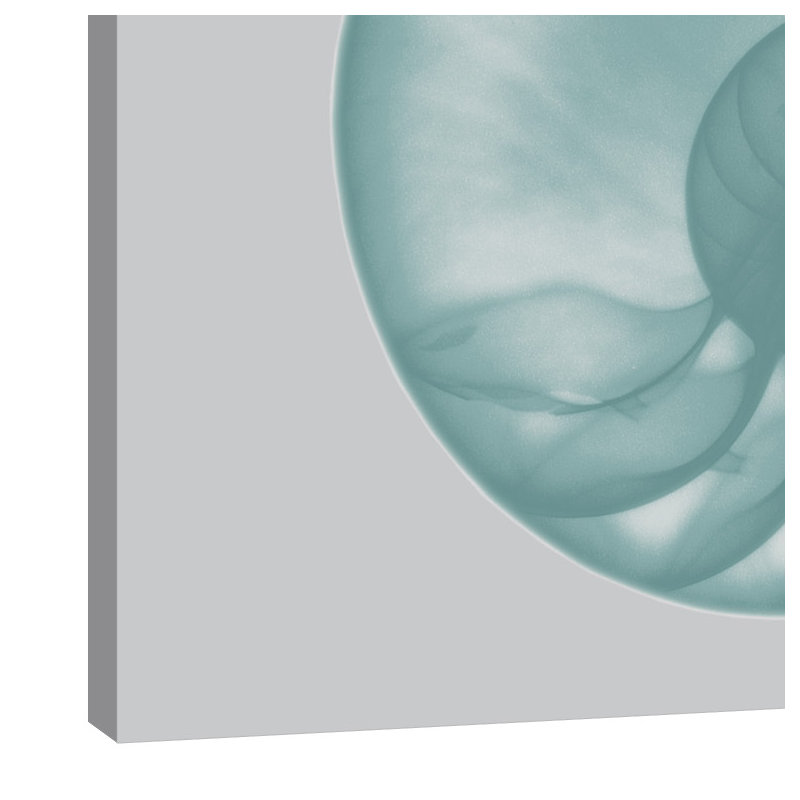 Aquifer Sea Shell - Wrapped Canvas Print, 30cm H x 30cm W