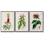 Jolies roses botaniques VII, ensemble de 3 toiles encadrées-97706802-97706803