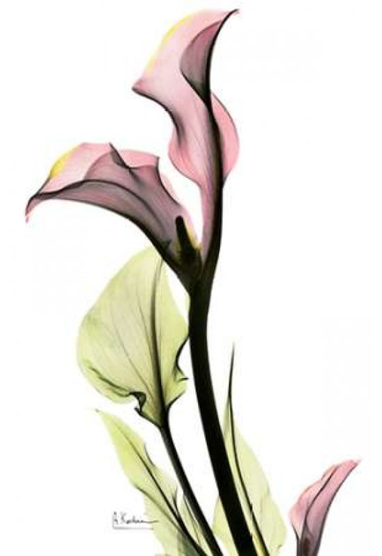 Calla Lily en rose, reproduction d'affiche par Albert Koetsier (24 x 36) # AKRC012A1