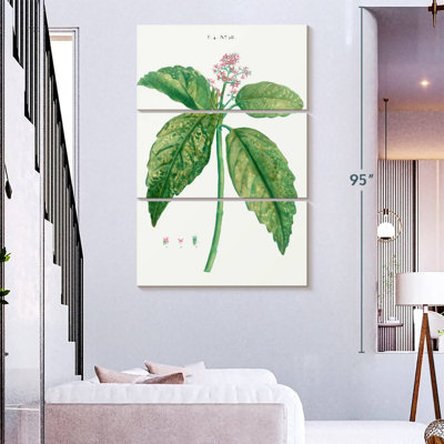 Harnek Japanese Laurel Aucuba Japonica