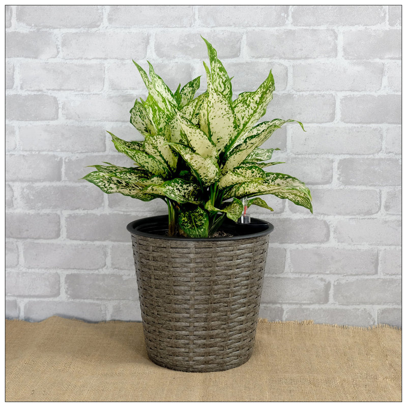 Jardinière Shaian, H 9,4 po x l 10,2 po x P 10,2 po, Gris