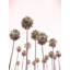 Blush Pink Palms by Josie George — Still Life Wall Art-1685125834-1685125835-1685125838