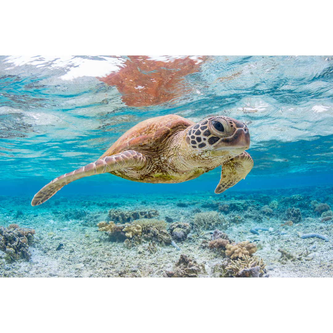 Leinwandbild Grüne Schildkröte schwimmend am Great Barrier Reef, Queensland, Australien von Colin Davis