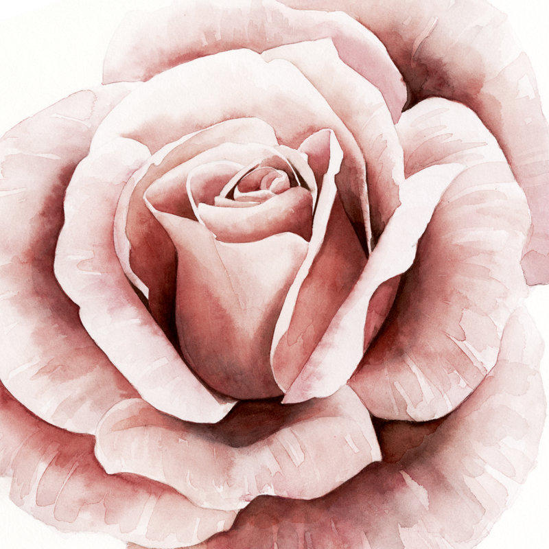 «Pink Rose II», peinture sur toile, H 20 po x l 20 po x P 1,25 po, Toile tendue