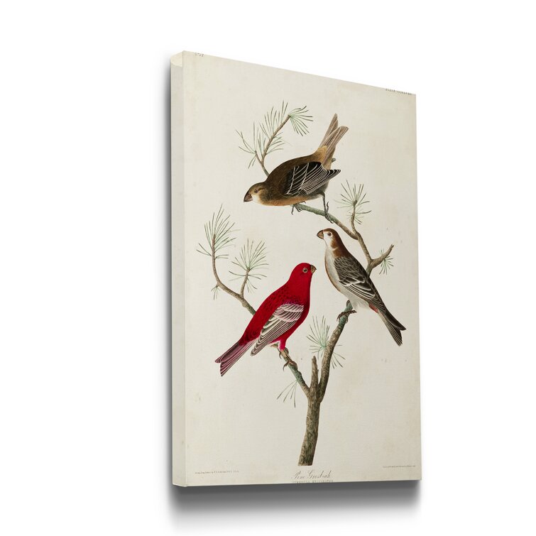 Charlton Home® Pl 358 Pine Grosbeak On Canvas | Wayfair