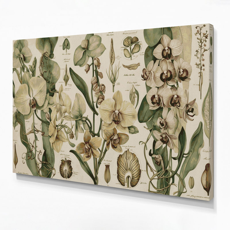 "Botanical Vintage", botanique, illustrations sur toile beige, H 16 po x l 20 po