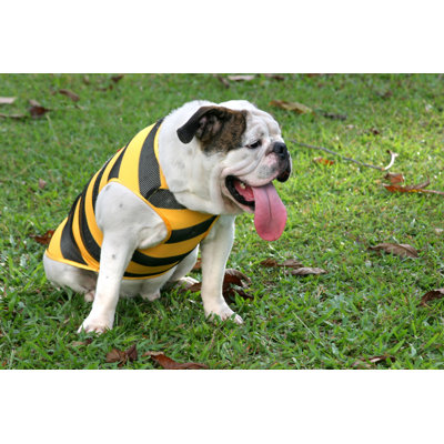 Hot And Tired Bulldog. - Wrapped Canvas Print