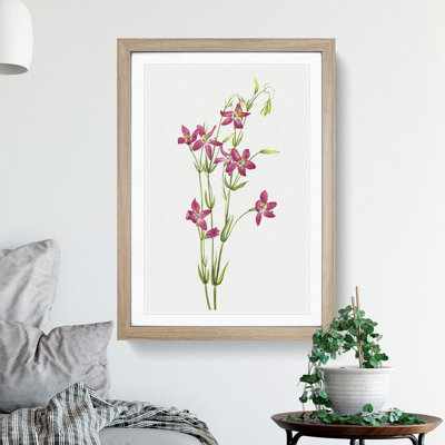 Centaurium by Mary Vaux Walcott - Picture Frame Painting