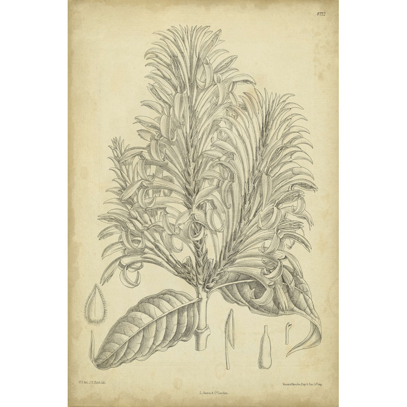 Vintage botanique Curtis V, H 12 po x l 8 po