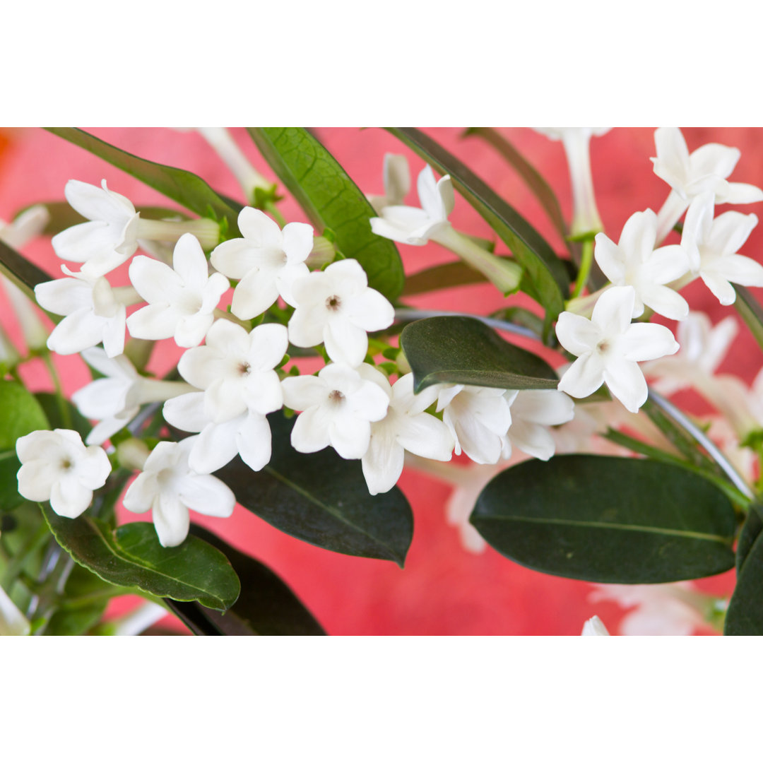 Stephanotis Blumen auf Rot von Diane Labombarbe - Ohne Rahmen auf Leinwand