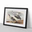 Pied Ducks by John James Audubon - Picture Frame Painting Print-55583526-55583528