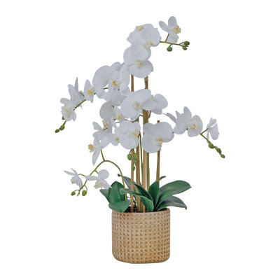 Arrangement d'orchidées blanches de 29 po dans un pot en céramique brun clair | Orchidées phalaenopsis blanches par Fiori Semper