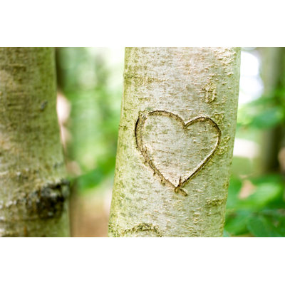 Heart Scratched Into A Young Tree - Wrapped Canvas Print