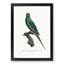 Rose-Ringed Parakeet by F. Levaillant - Picture Frame Graphic Art Print-55610523-55610519