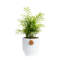 Parlor Palm Tree in Ceramic Planter