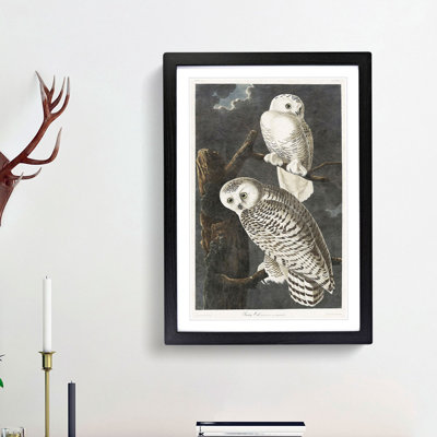 Snowy Owls by John Audubon - Framed Print