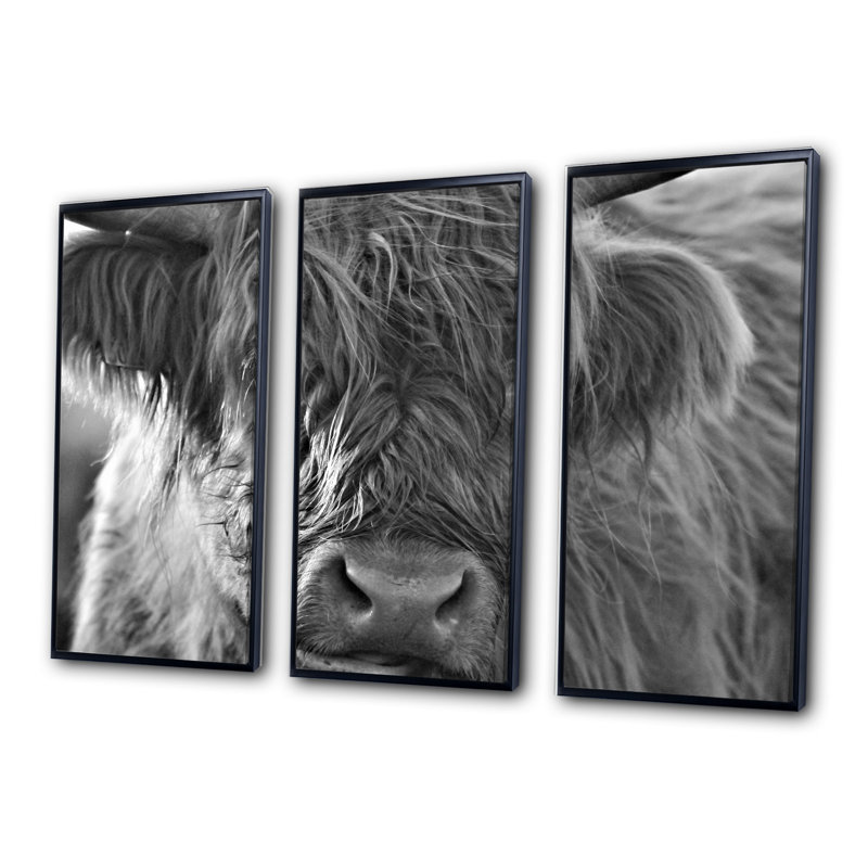 «Scottish Highland Cows Living On Moorland», 3 pièces sur toile, cadre flottant, H 32 po x l 48 po, Cadre noir