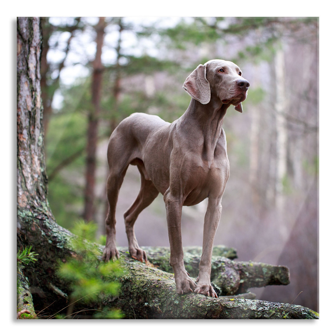 Glasbild Edler Weimaraner im Wald