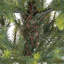 Arbre de pin 3 pi Woodward