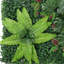 40cm Faux Hedge in Planter